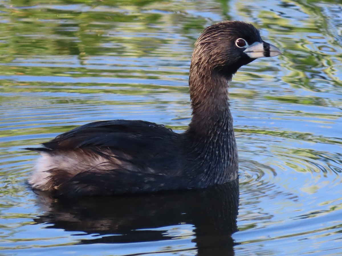 Pied-billed Grebe - João Paulo Durante