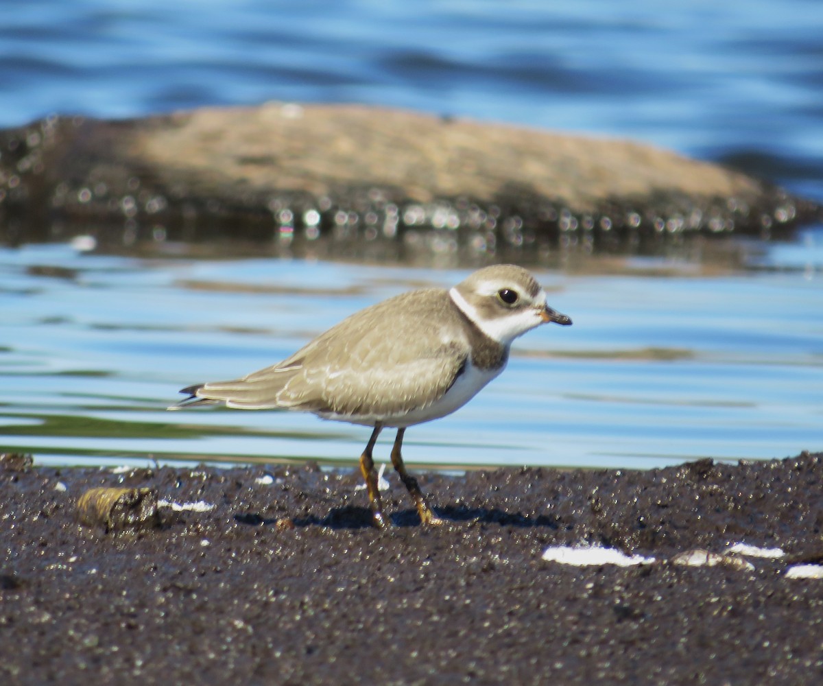 Semipalmated Plover - John Haas