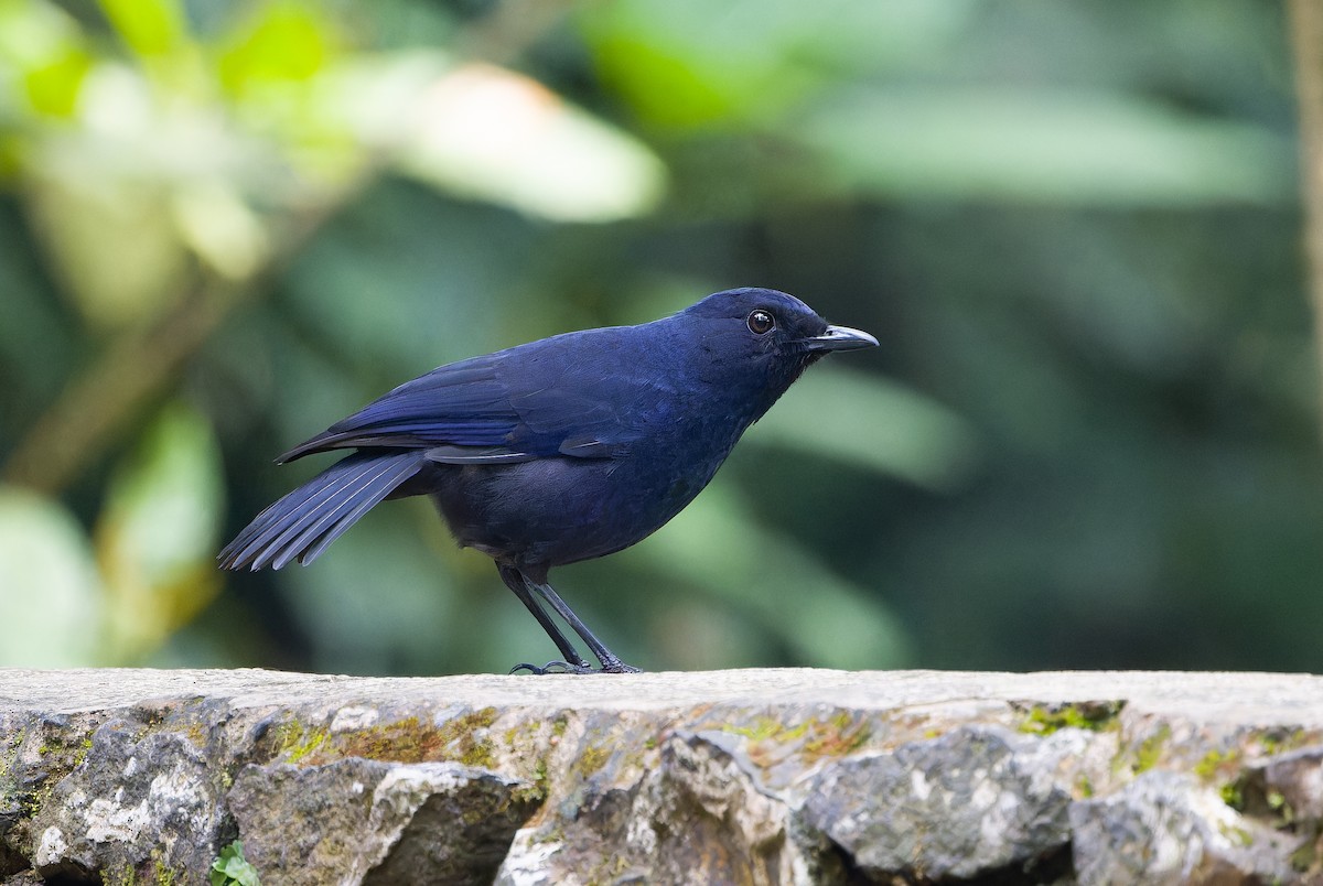 Javan Whistling-Thrush - ML622844147