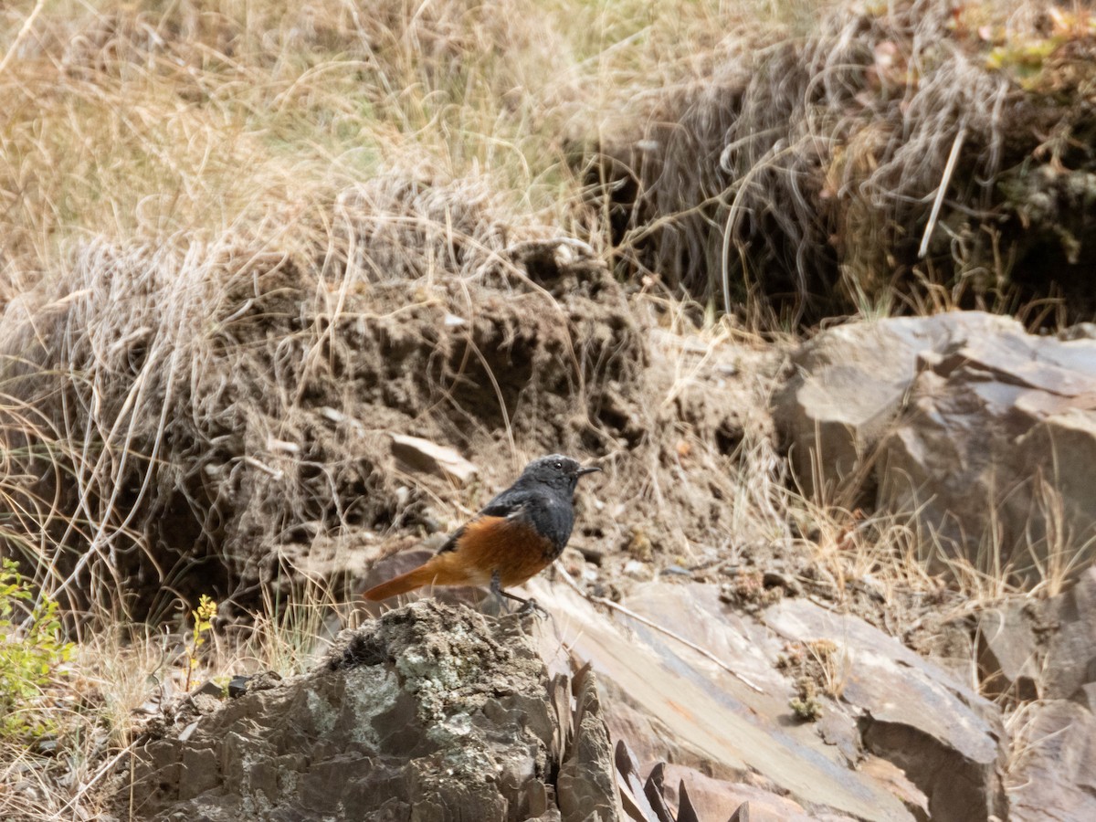 Black Redstart - ML622844181