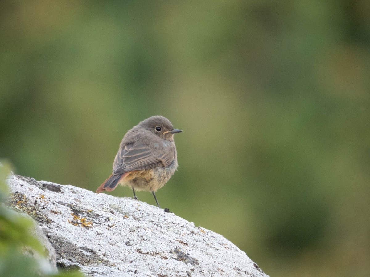Black Redstart - ML622844182