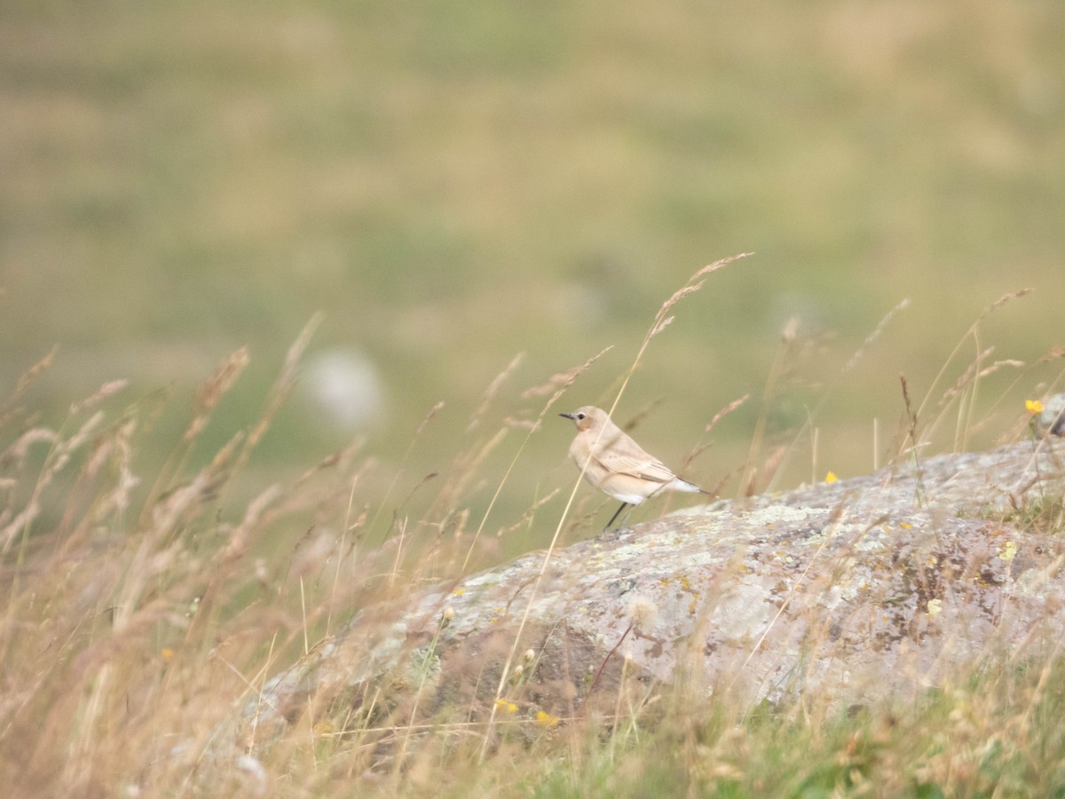 Isabelline Wheatear - ML622844185