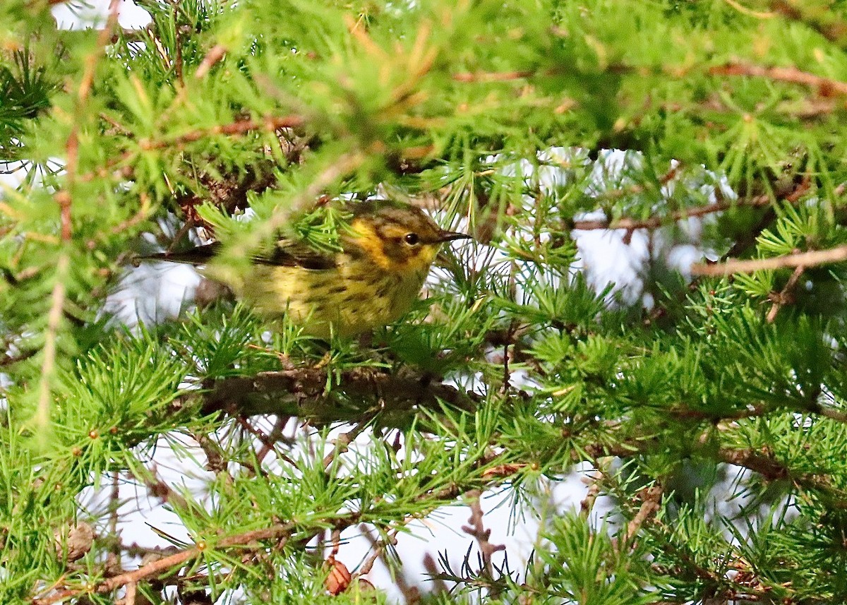 Cape May Warbler - ML622844198