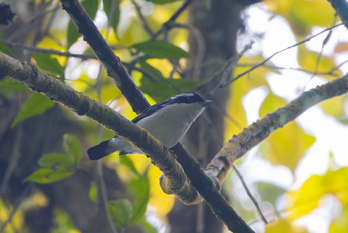 Pied Shrike-Babbler - ML622844204