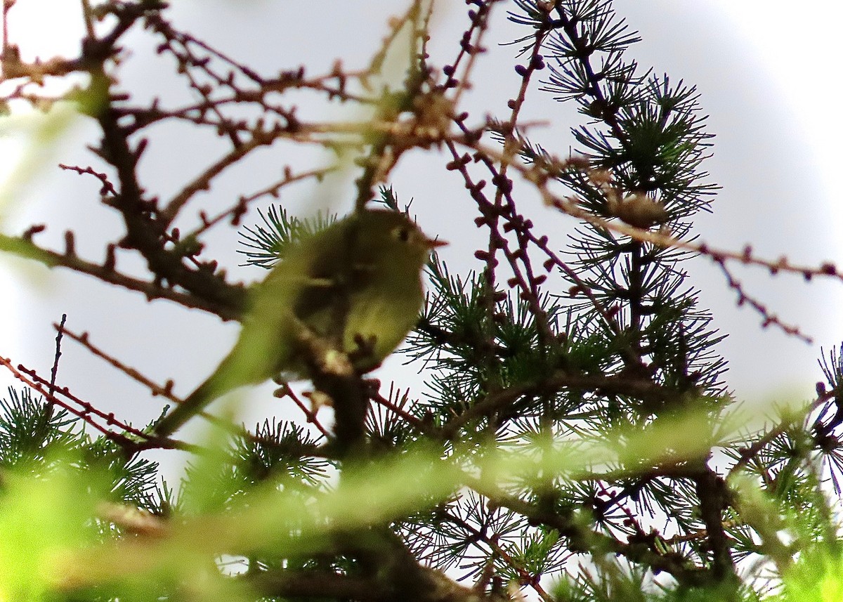 Yellow-bellied Flycatcher - Guy Poisson