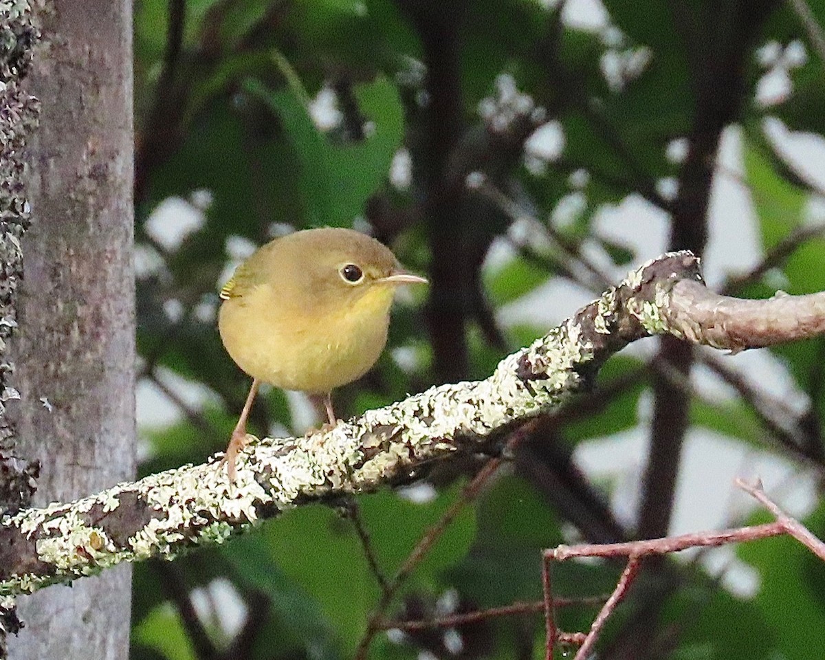 Common Yellowthroat - ML622844214