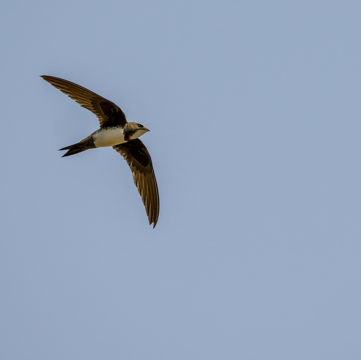 Alpine Swift - J. Marcos Benito