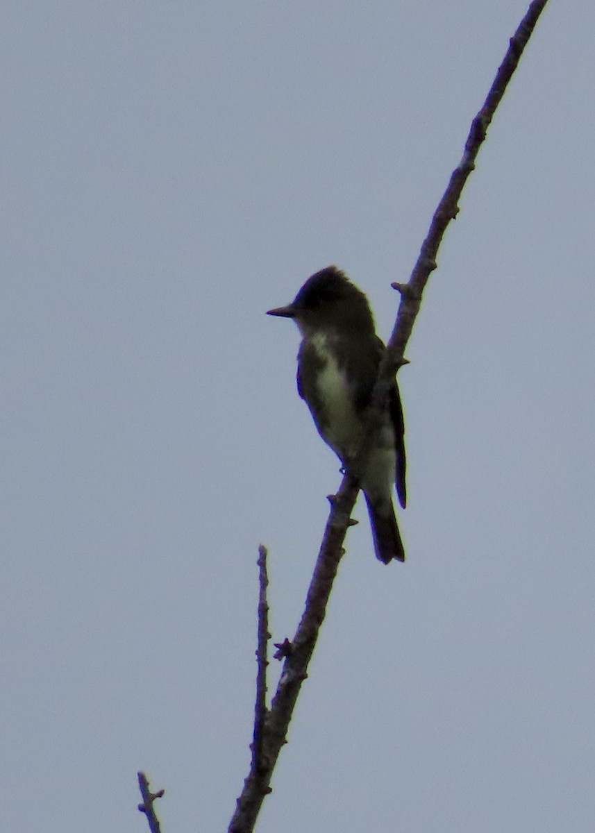 Olive-sided Flycatcher - ML622844222