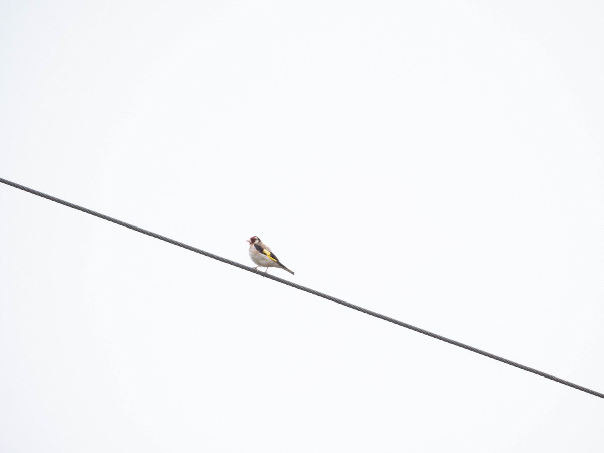 European Goldfinch - ML622844225