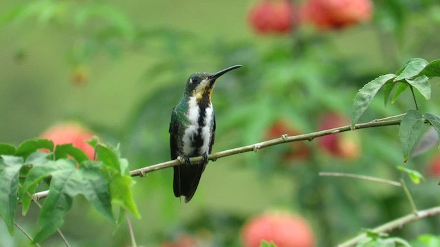 Black-throated Mango - ML622844228