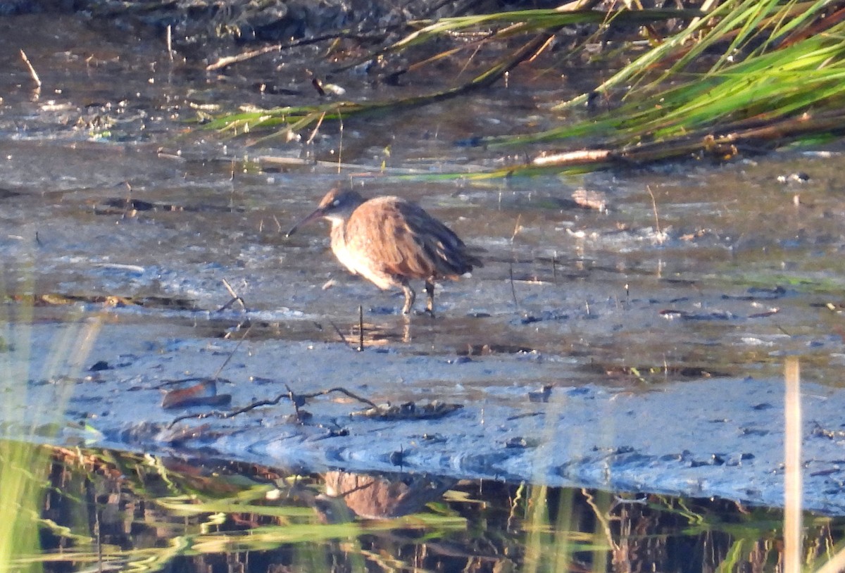 Clapper Rail - ML622844285