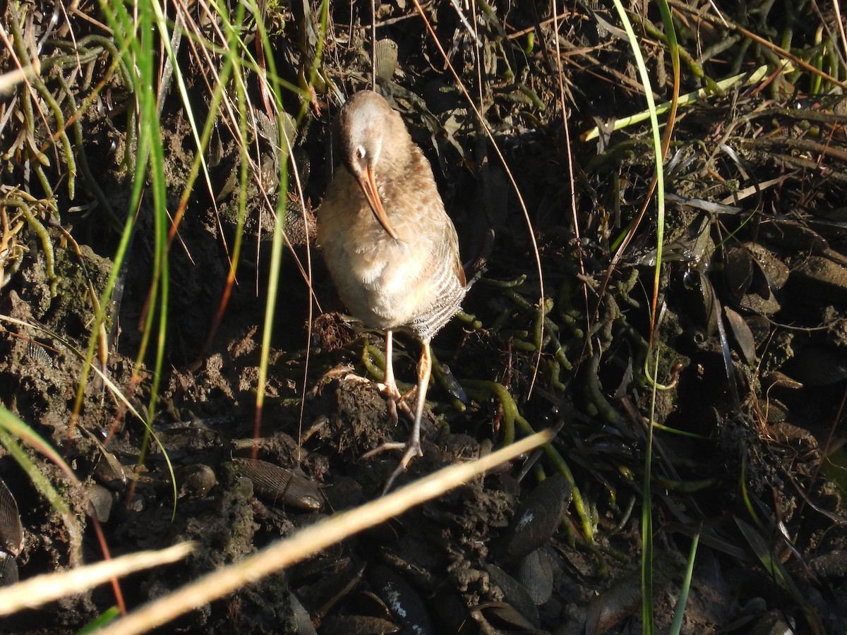 Clapper Rail - ML622844286