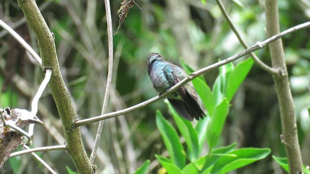 White-chinned Sapphire - ML622844306