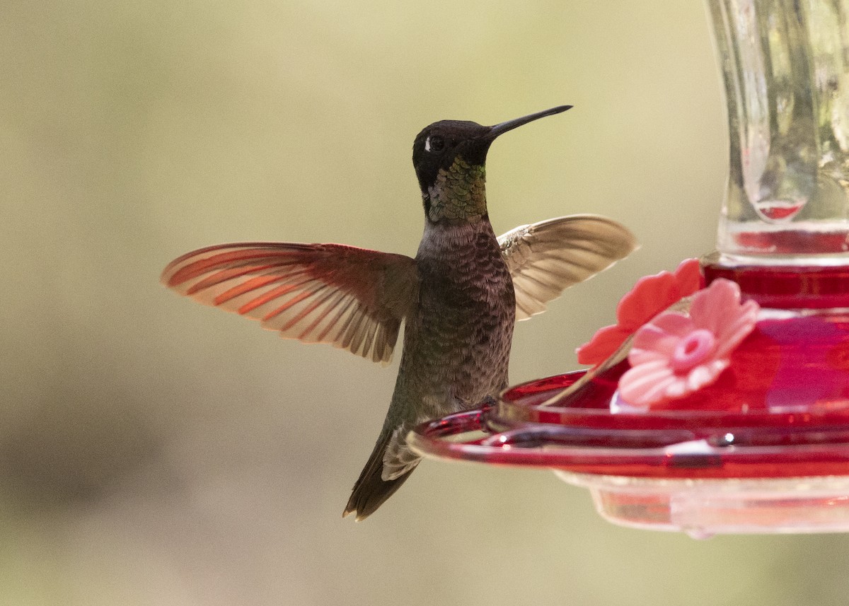 hummingbird sp. - ML622844391