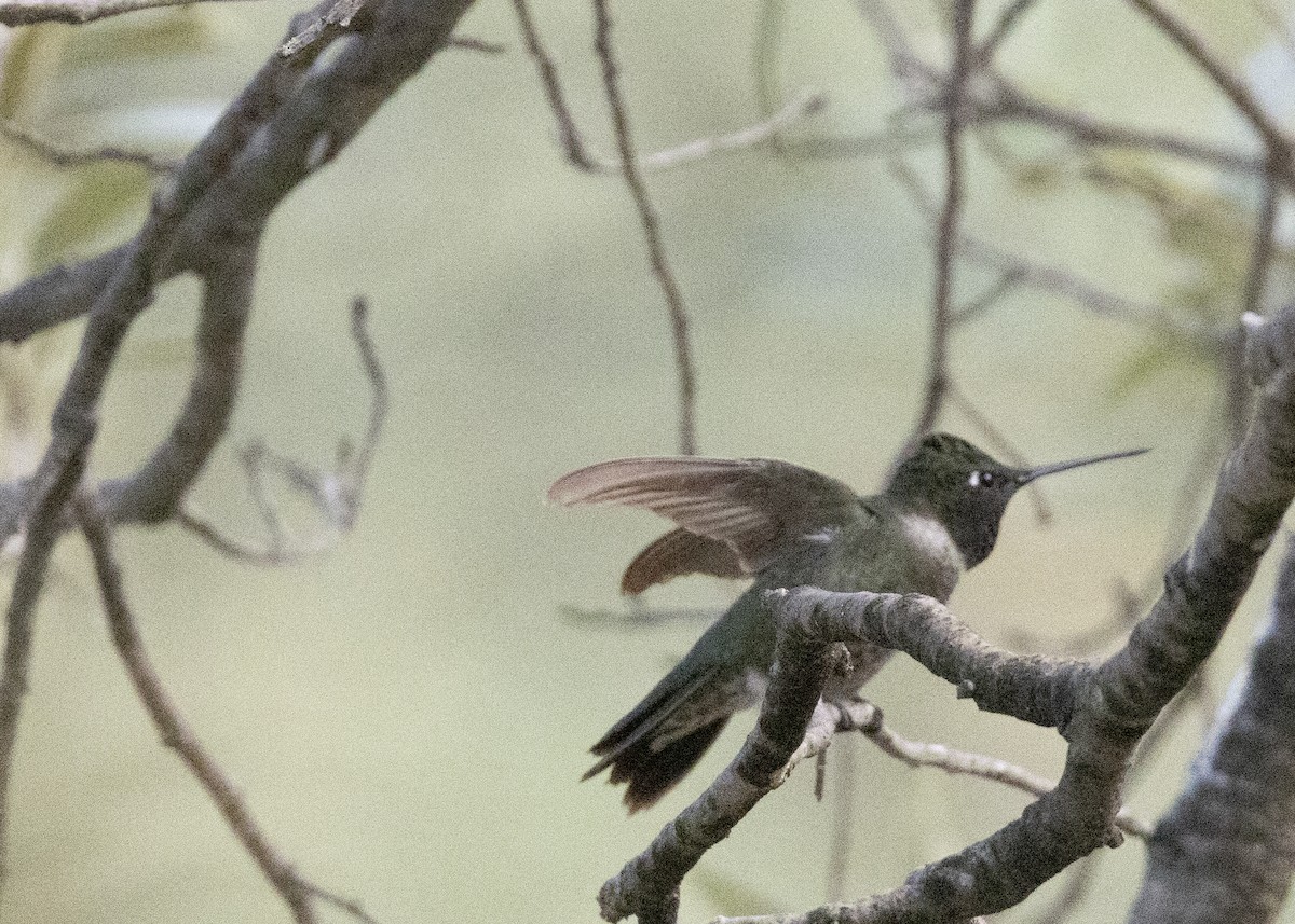 hummingbird sp. - ML622844393