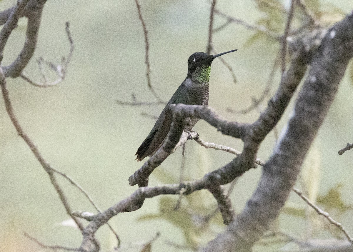 hummingbird sp. - ML622844394