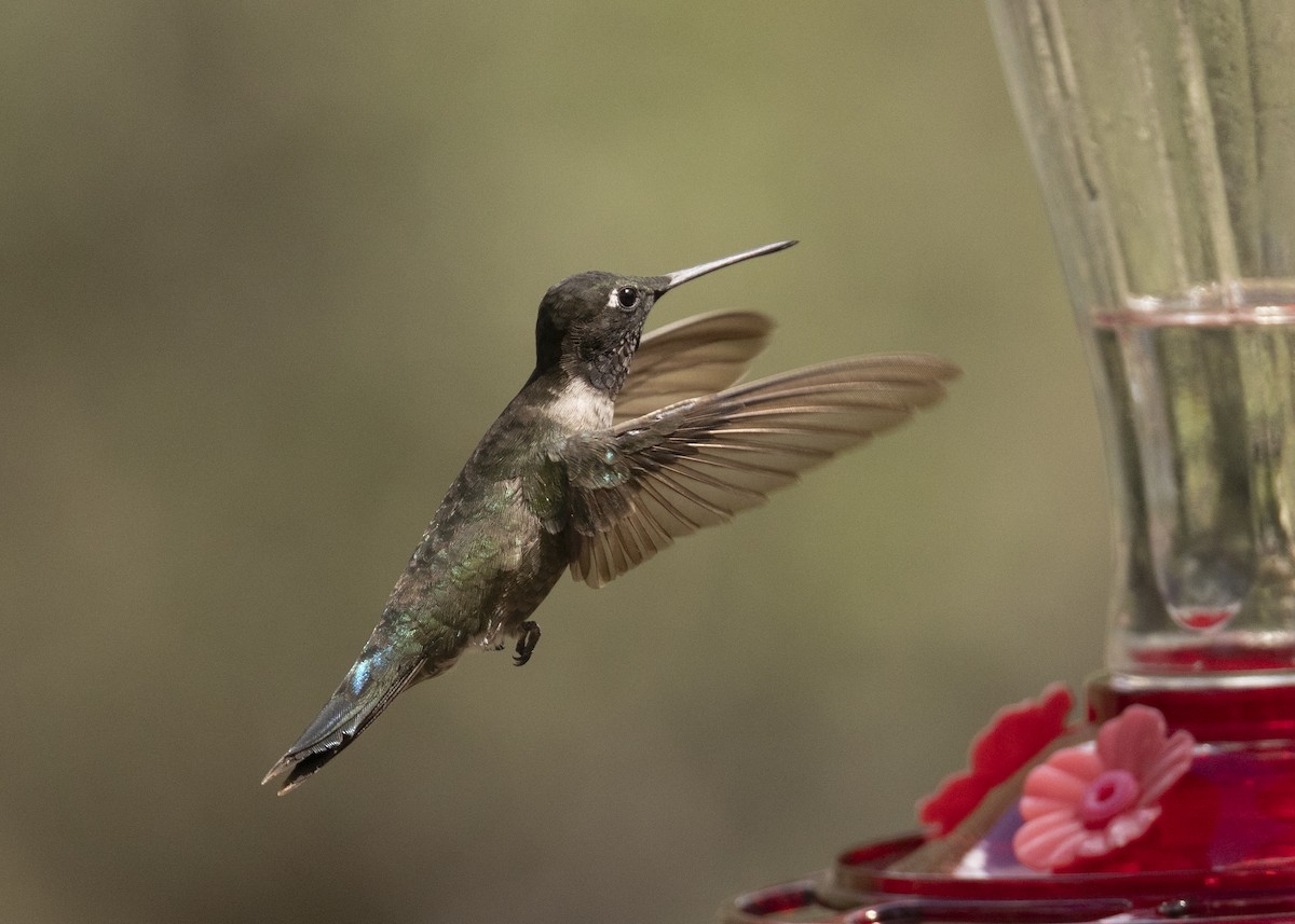 hummingbird sp. - ML622844395