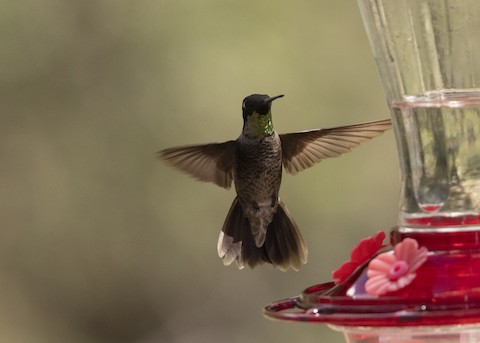 Systematics - Rivoli's Hummingbird - Eugenes fulgens - Birds of