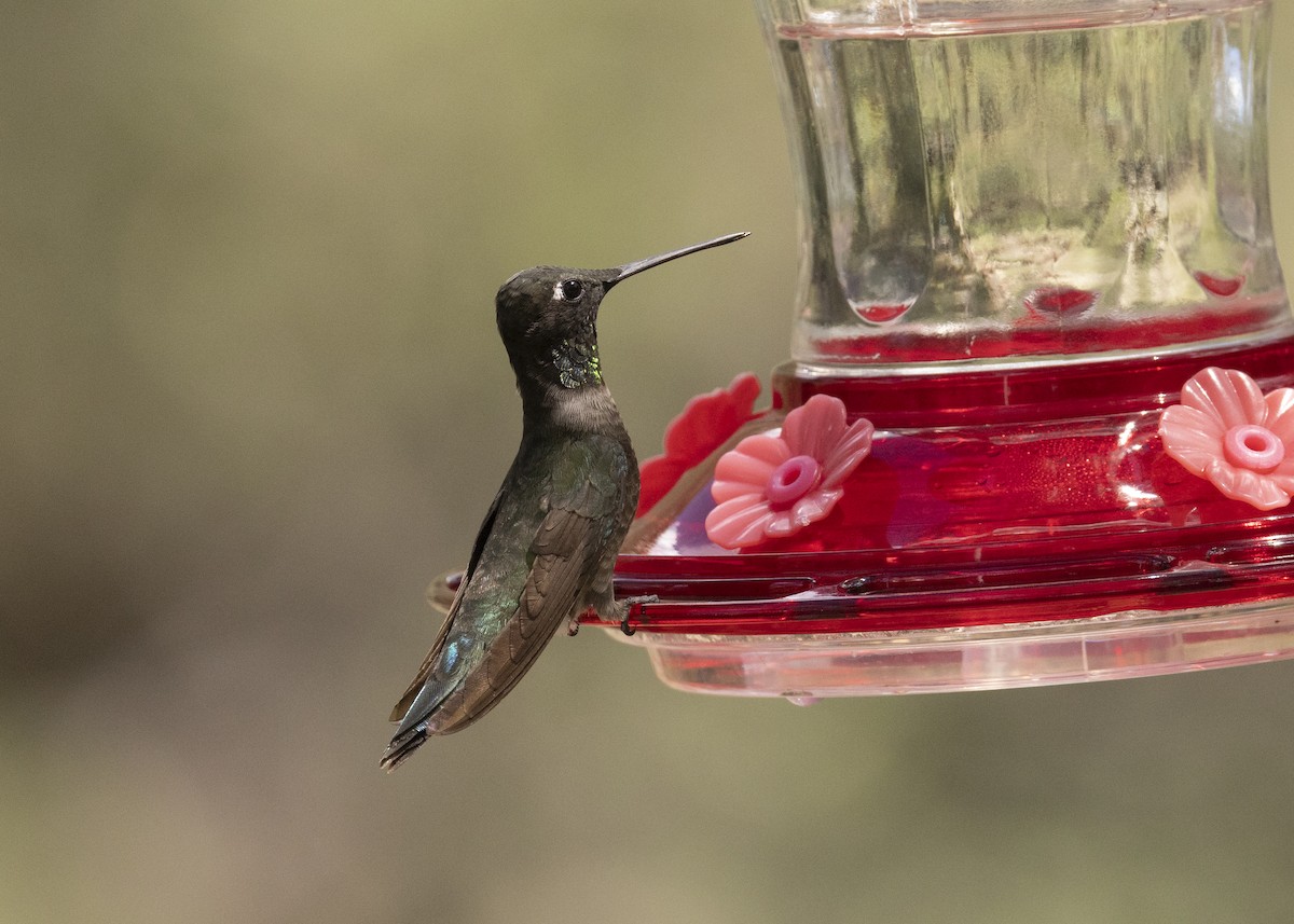 hummingbird sp. - ML622844456