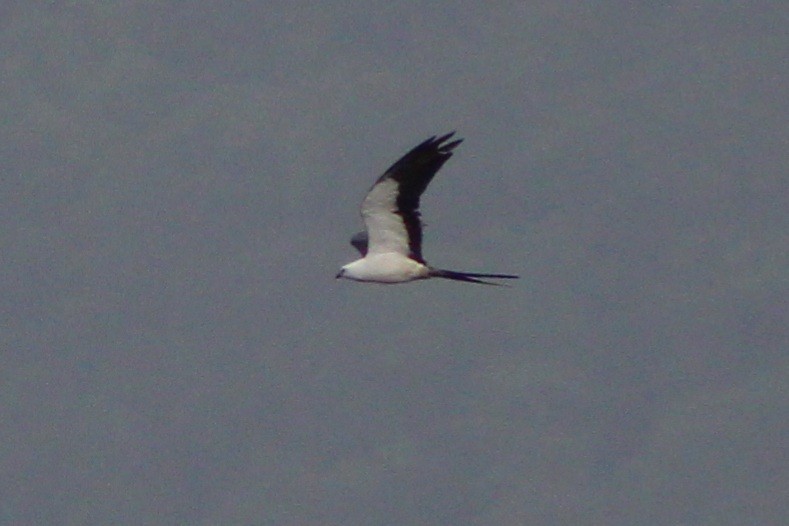 Swallow-tailed Kite - ML622844513