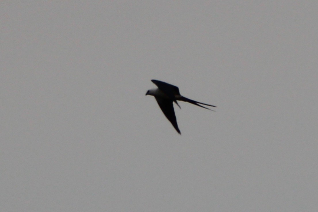 Swallow-tailed Kite - ML622844514