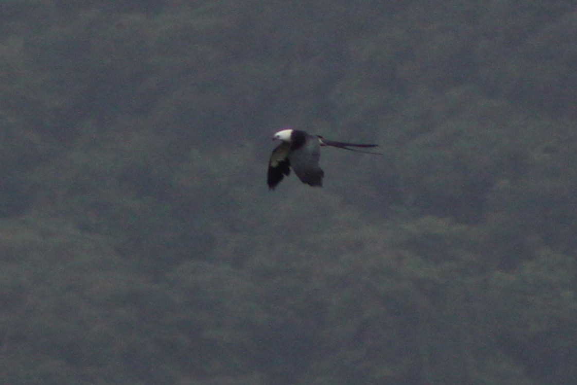 Swallow-tailed Kite - ML622844515