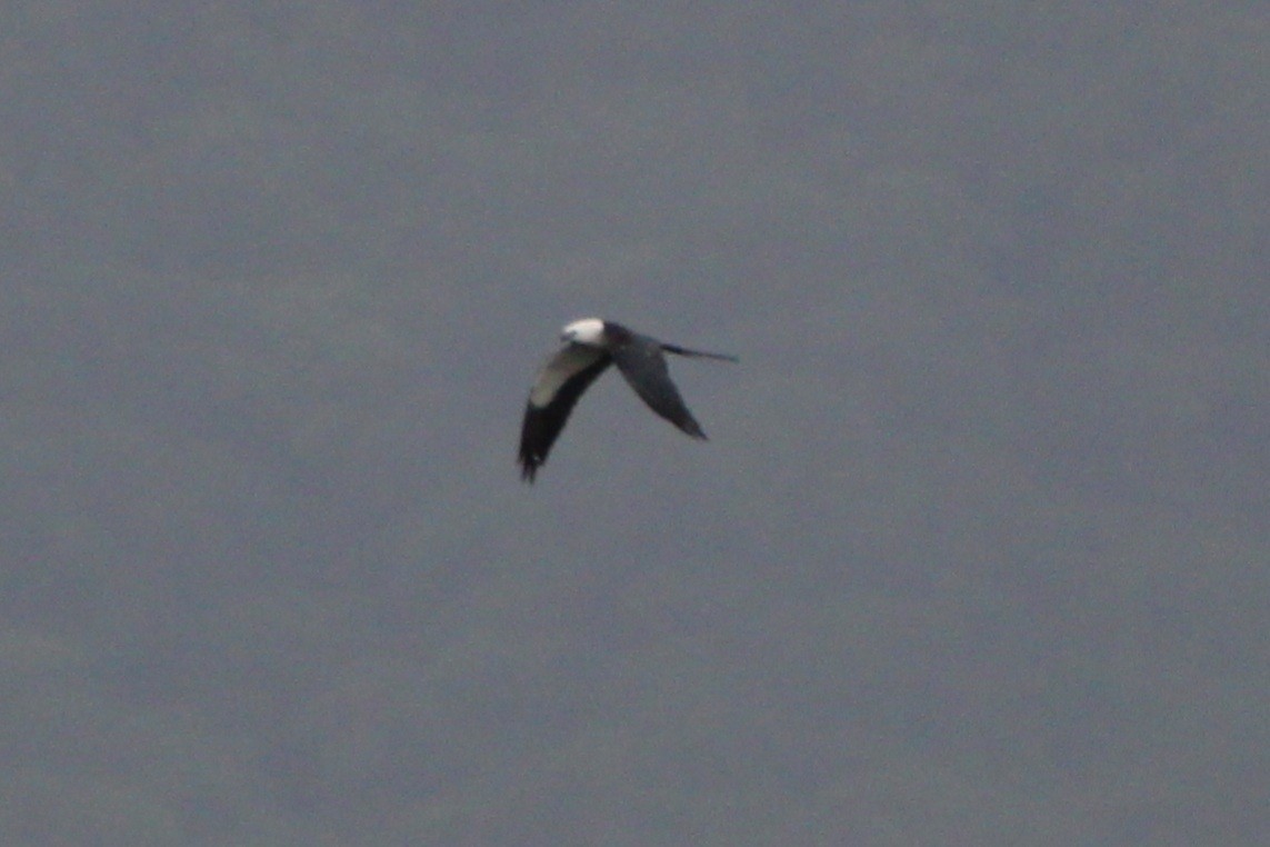 Swallow-tailed Kite - ML622844516