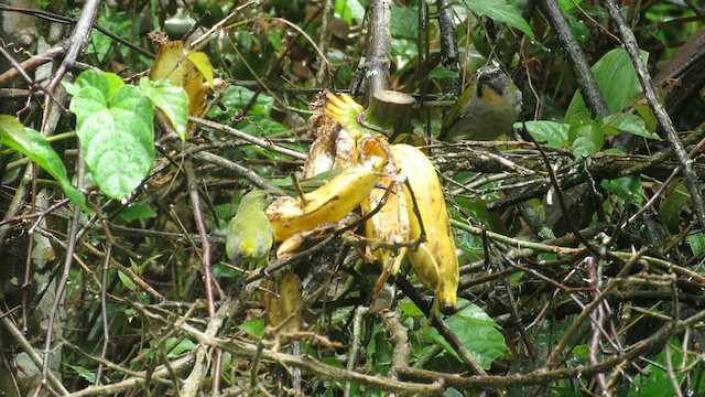 Saltator des grands-bois - ML622844534