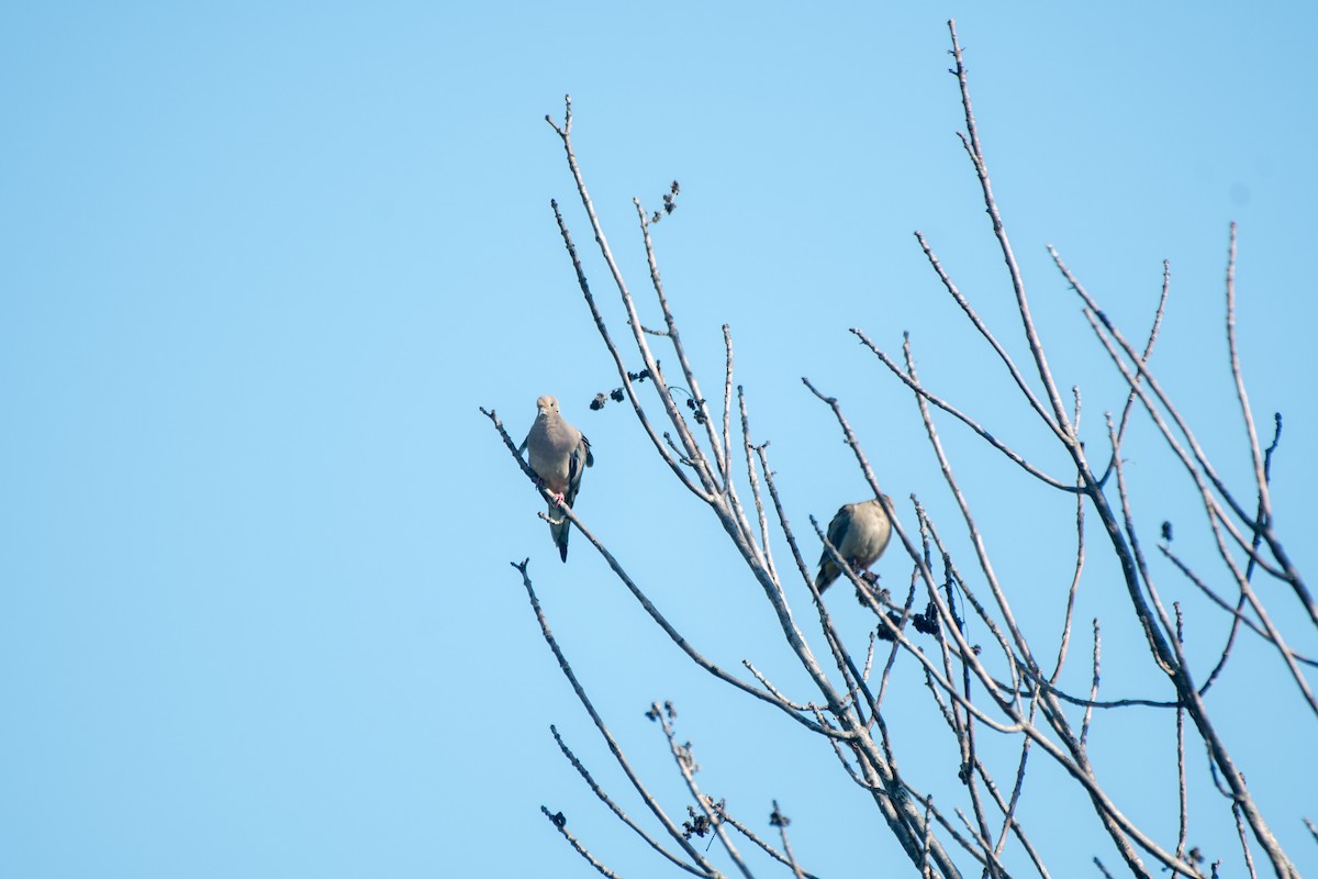 Mourning Dove - Ashok Kolluru