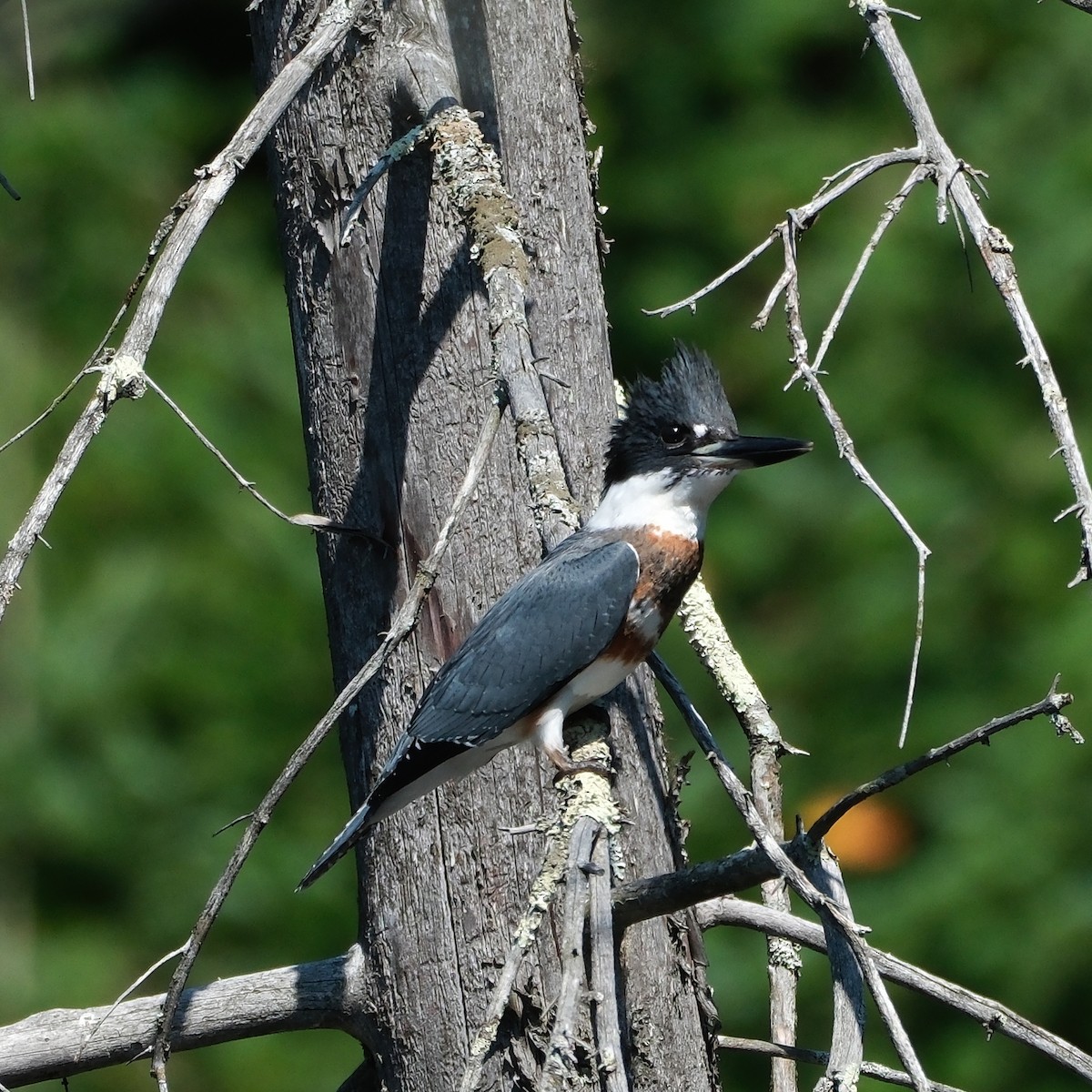 Belted Kingfisher - ML622844619