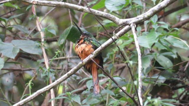 Jacamar à queue rousse - ML622844632