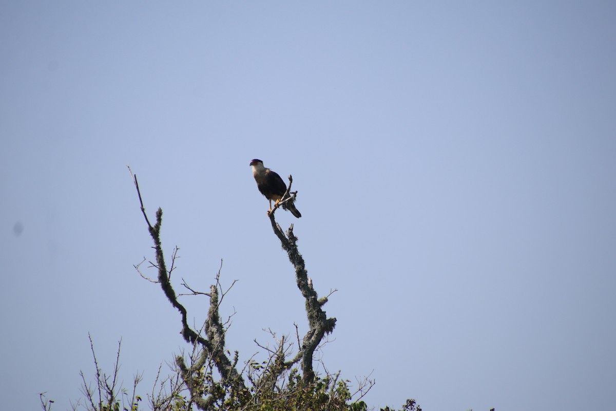 Caracara Carancho - ML622844638