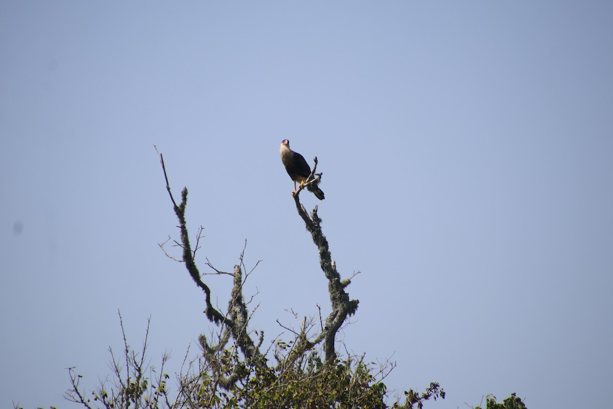 Caracara Carancho - ML622844649