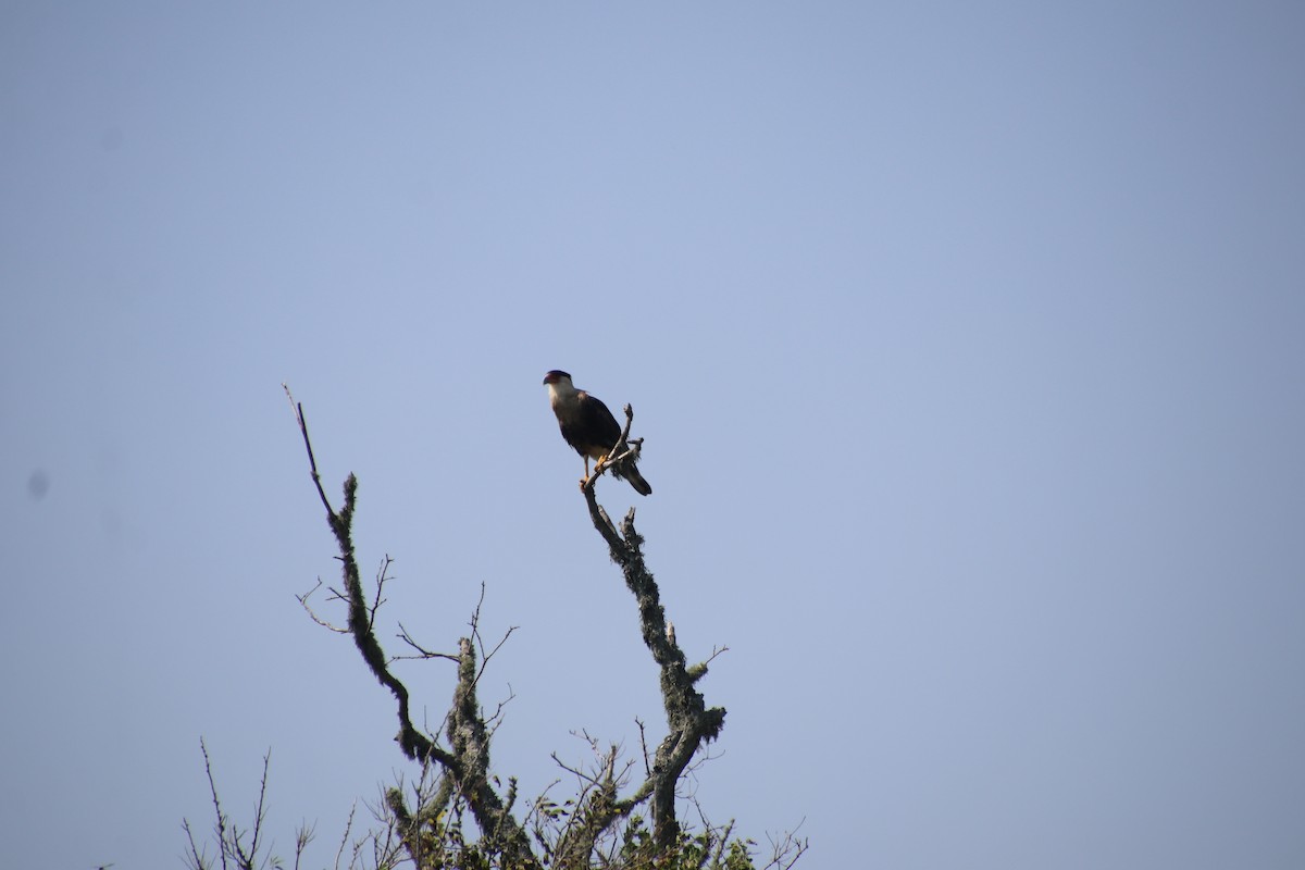 Caracara Carancho - ML622844650