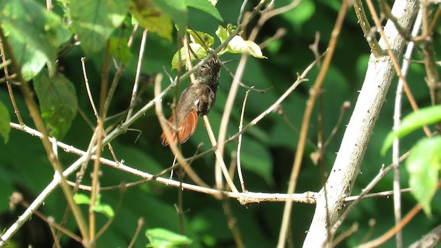 Colibri rubis-topaze - ML622844708