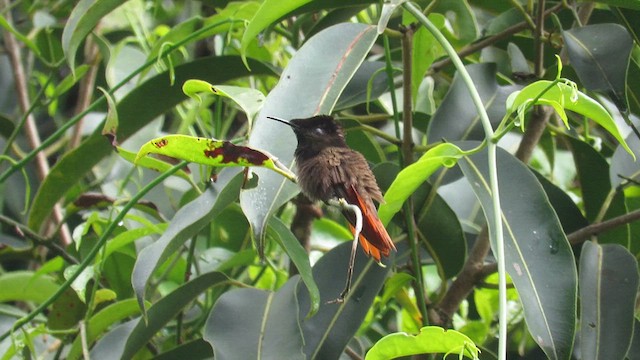 Colibri rubis-topaze - ML622844716