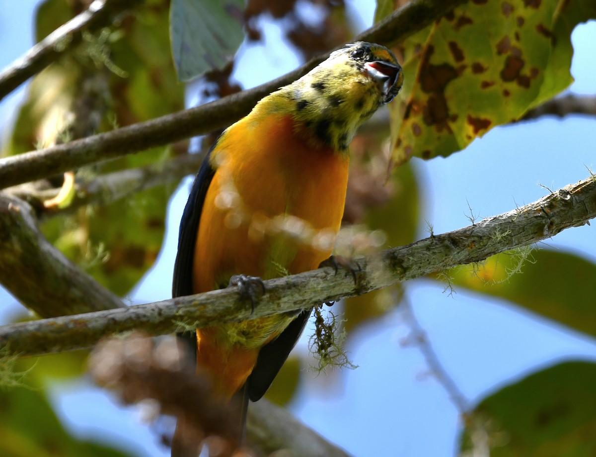 Elegant Euphonia - ML622844720