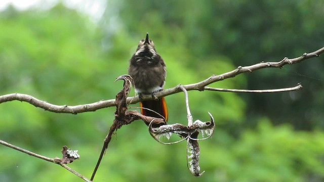 Ruby-topaz Hummingbird - ML622844722