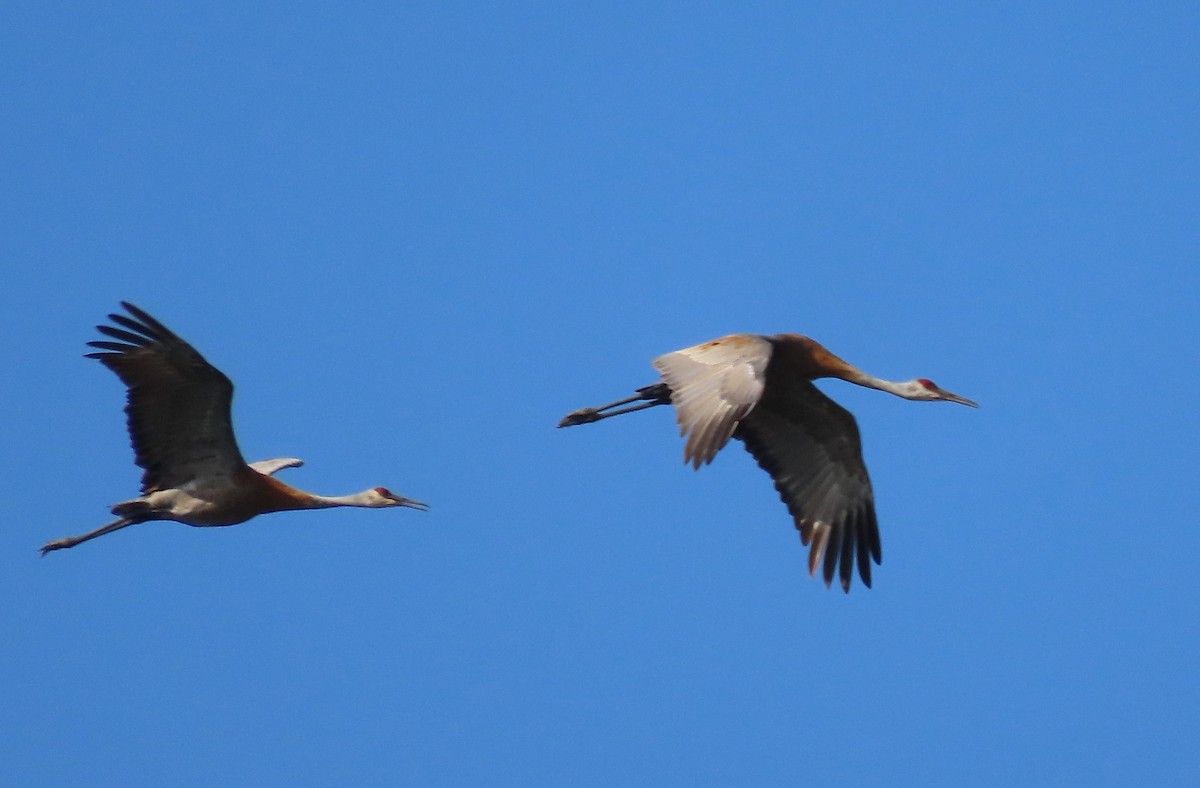 Sandhill Crane - ML622844735