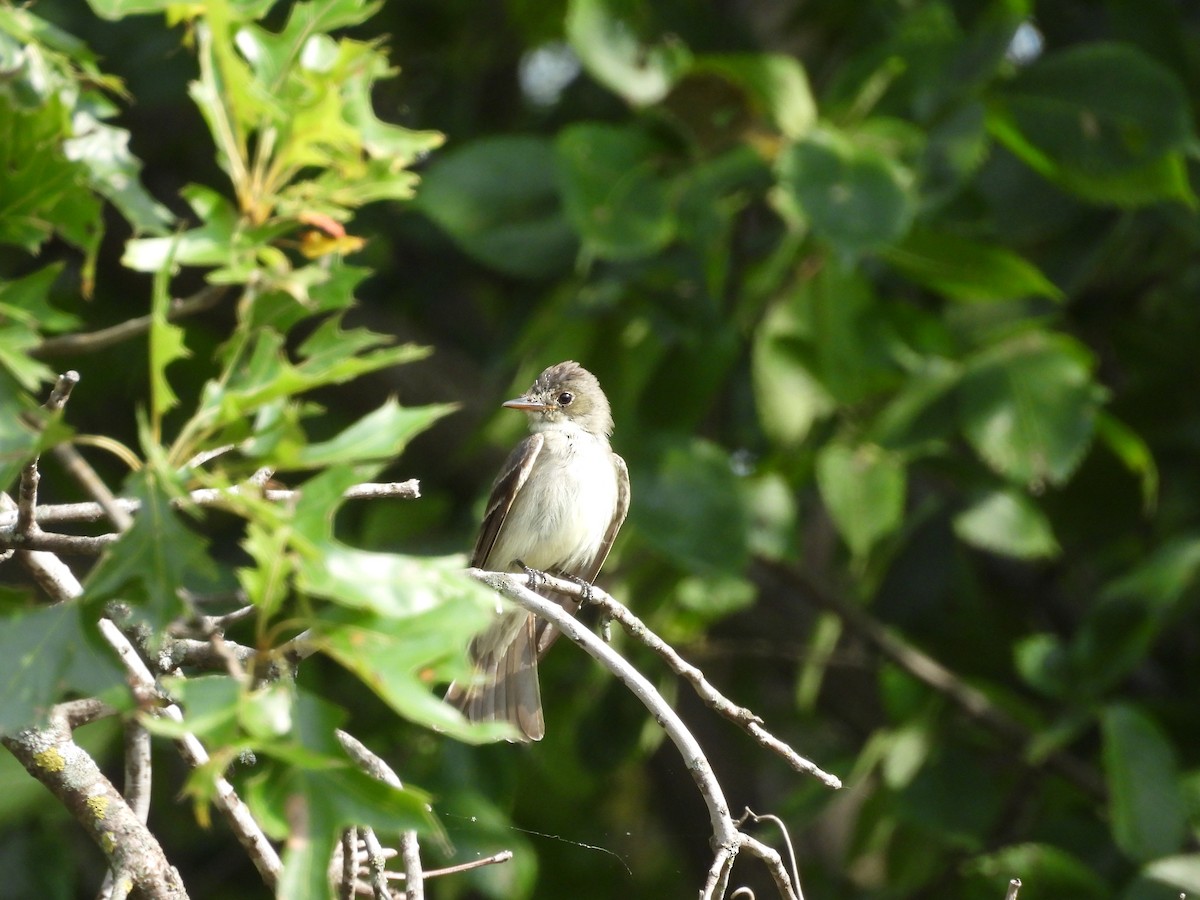 Eastern Wood-Pewee - ML622844741