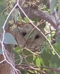 Barn Owl (American) - ML622844758