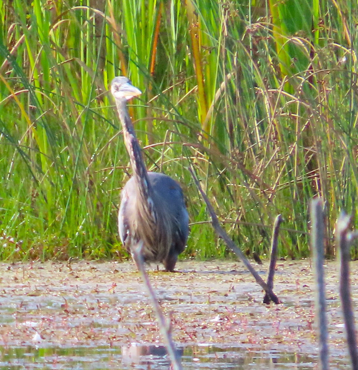 Great Blue Heron - ML622844764