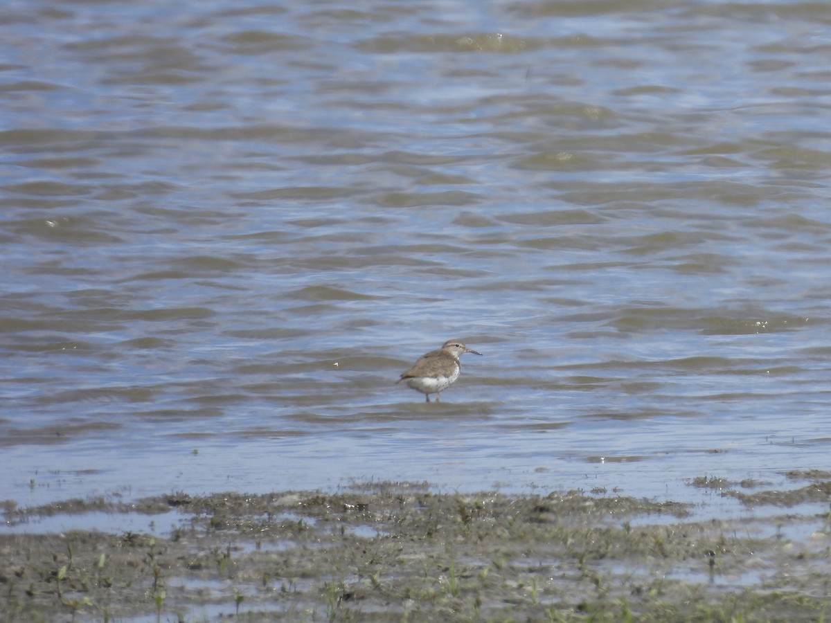 Spotted Sandpiper - Kelly Ormesher