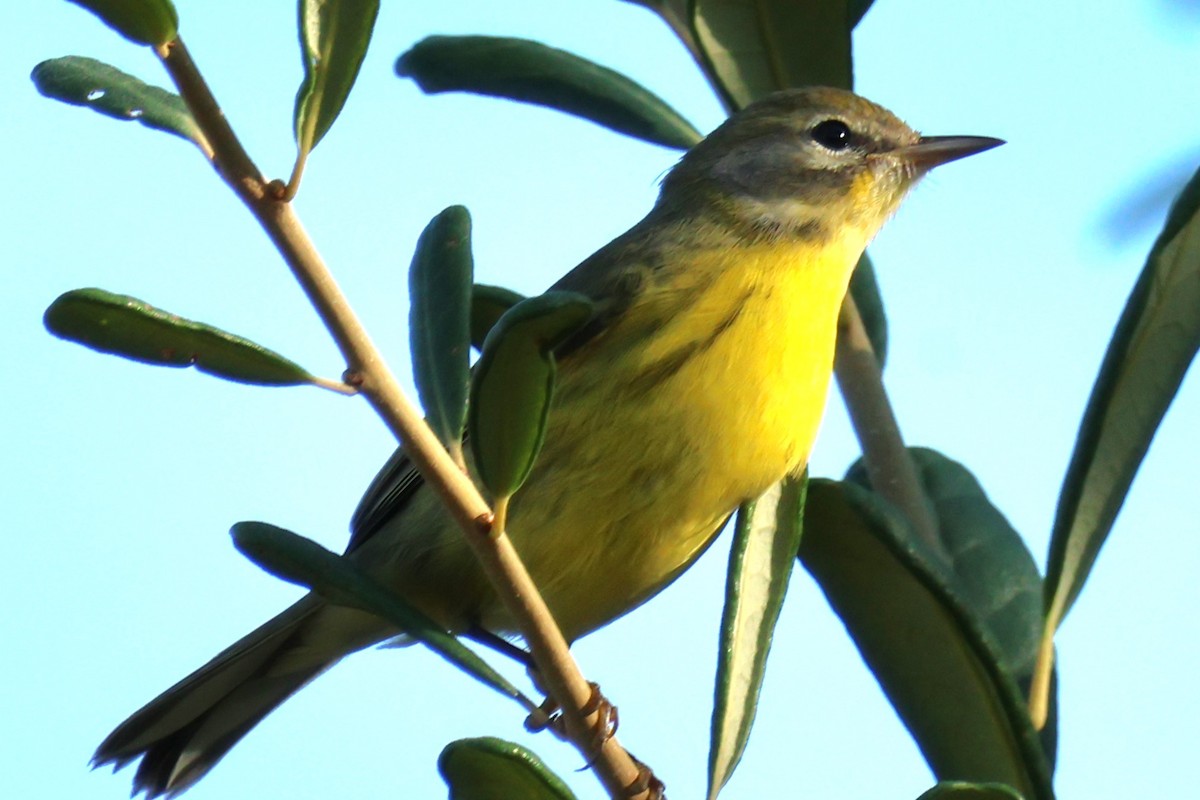 Prairie Warbler - ML622844775