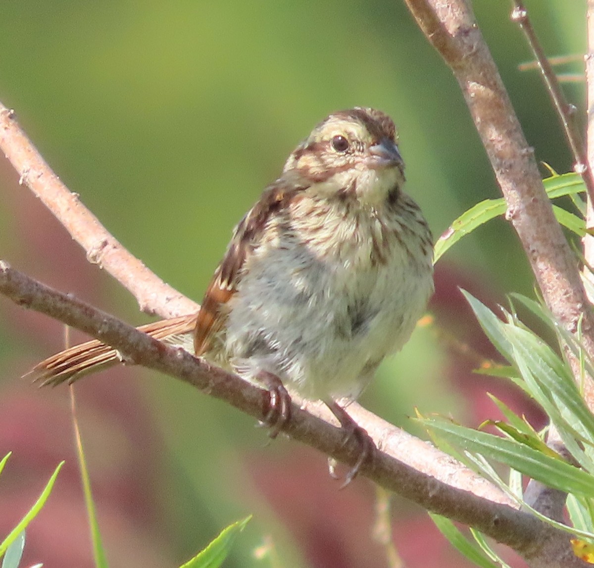 Song Sparrow - ML622844790