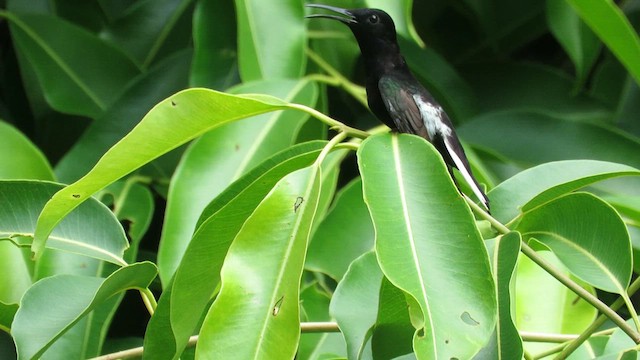 Colibri demi-deuil - ML622844836