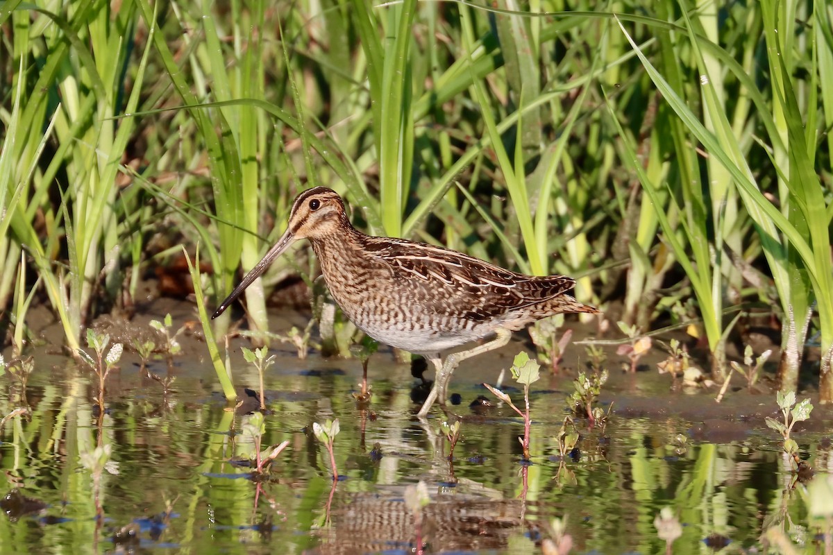 Wilson's Snipe - ML622844948