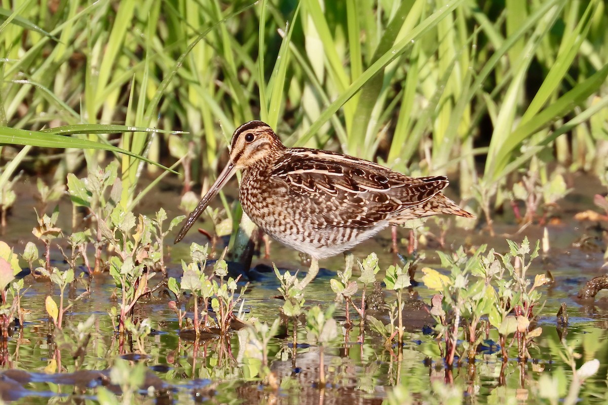 Wilson's Snipe - ML622844949