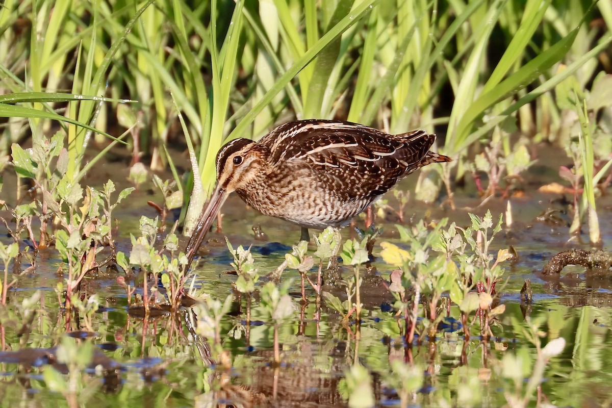 Wilson's Snipe - ML622844950