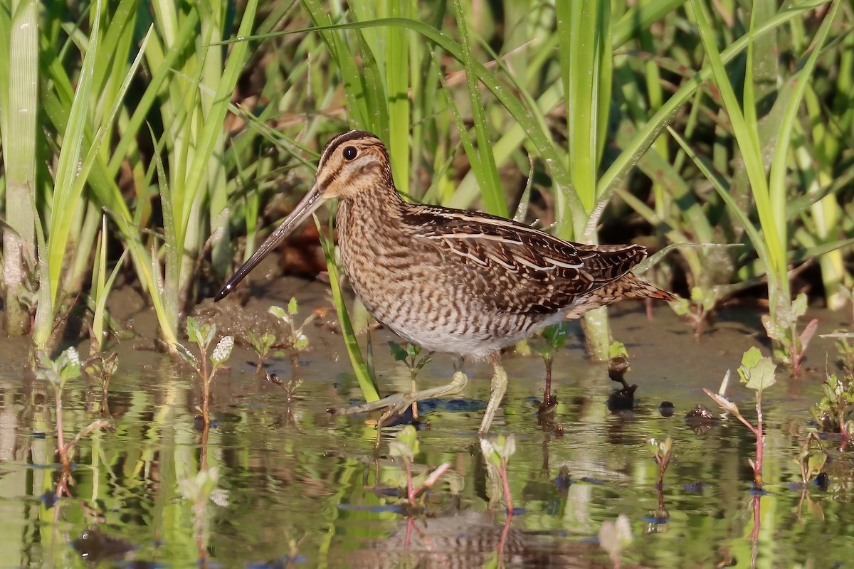 Wilson's Snipe - ML622844951